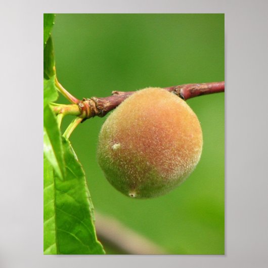 Peach Fuzz Poster (Vorne)