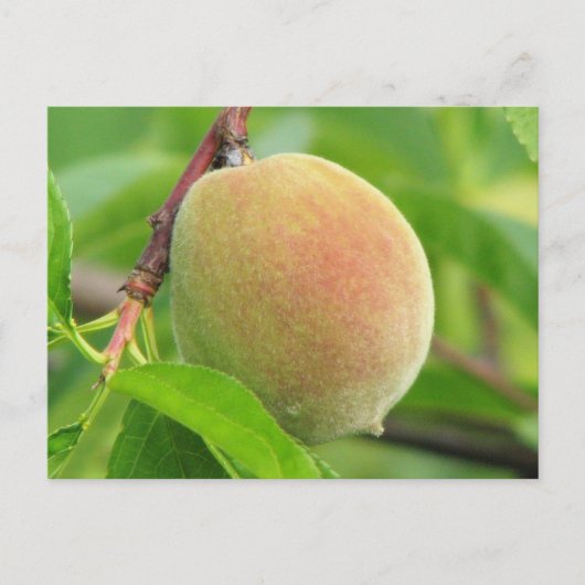 Peach Fuzz Postkarte (Vorderseite)