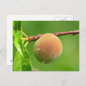 Peach Fuzz Postkarte (Vorne/Hinten)