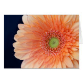 Peach Gerbera (Vorderseite (Horizontal))