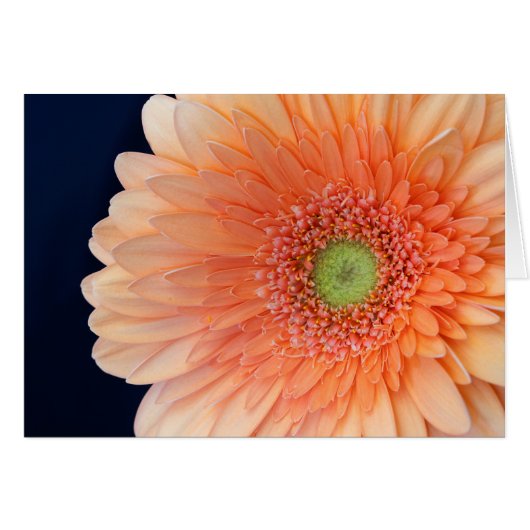 Peach Gerbera (Vorderseite (Horizontal))
