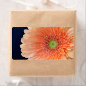Peach Gerbera (Insitu)