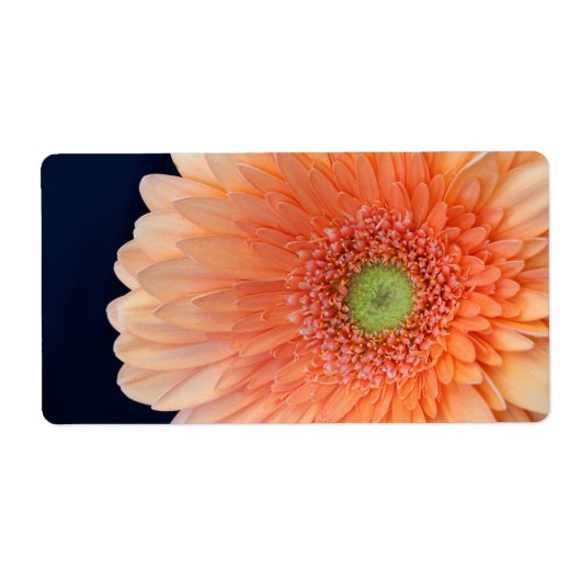 Peach Gerbera (Vorne)