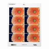 Peach Gerbera (Vorne)