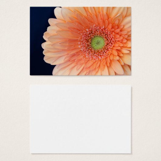 Peach Gerbera (Vorne & Hinten)