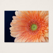 Peach Gerbera (Vorderseite)