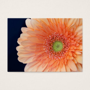 Peach Gerbera
