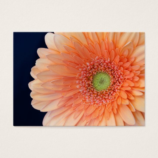Peach Gerbera (Vorderseite)