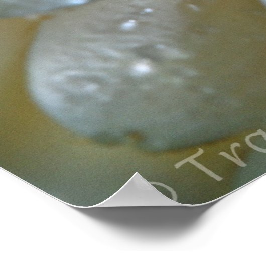 Peach Gerbera Poster (Ecke)