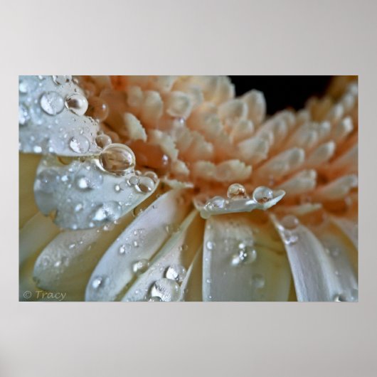 Peach Gerbera Poster (Vorne)