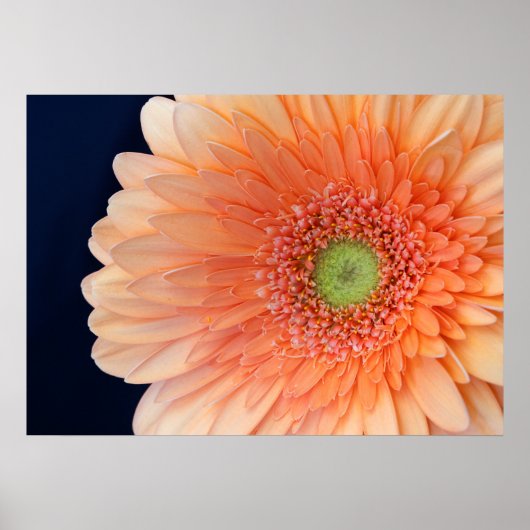 Peach Gerbera Poster (Vorne)