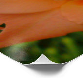 Peach Gladiola Poster (Ecke)