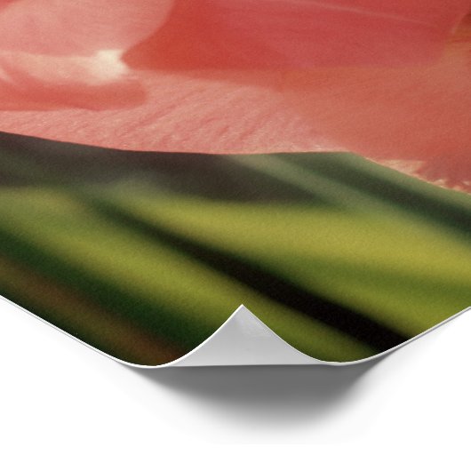 Peach Gladiolus Blume Nah Poster (Ecke)