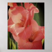 Peach Gladiolus Blume Nah Poster (Vorne)