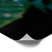 Peach Hybrid Hibiskus Poster (Ecke)