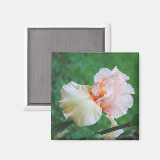 Peach Iris Magnet (Vorderseite/Rückseite)