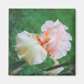 Peach Iris Magnet (Vorne)