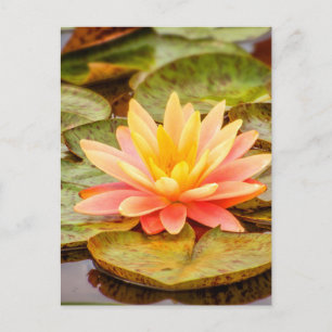 Peach Lotus Blume Postkarte