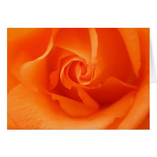 Peach Orange Rose (Vorderseite (Horizontal))
