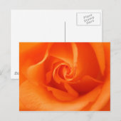 Peach Orange Rose Postkarte (Vorne/Hinten)