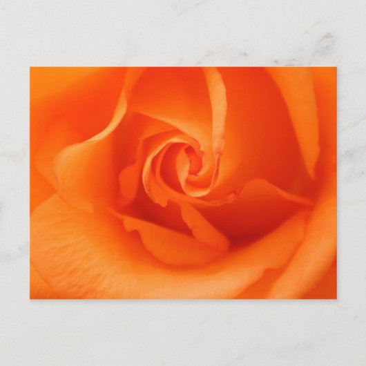 Peach Orange Rose Postkarte (Vorderseite)