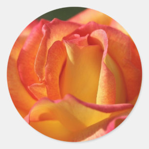 PEACH (Orange) ROSE-WEDDSCHALTER UND SIEGEL Runder Aufkleber