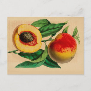 "Peach" Peche Abricotte Vintage Sketch Postkarte