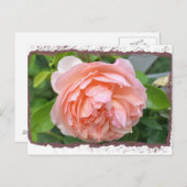 Peach Peony Postcard Postkarte (Vorne/Hinten)