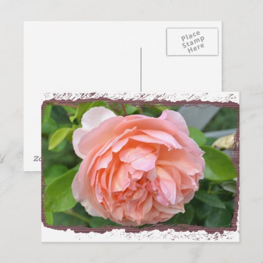 Peach Peony Postcard Postkarte (Vorne/Hinten)