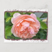 Peach Peony Postcard Postkarte (Vorderseite)