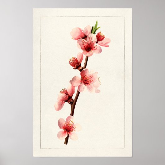 Peach Pink Blume Aquarellmalerei Poster (Vorne)