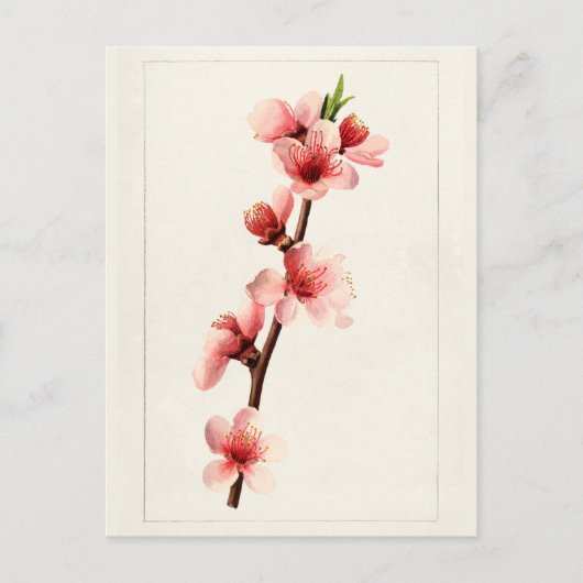Peach Pink Blume Aquarellmalerei Postkarte (Vorderseite)