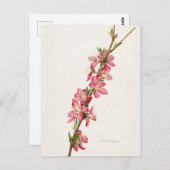 Peach Pink Blume Aquarellmalerei Postkarte (Vorne/Hinten)