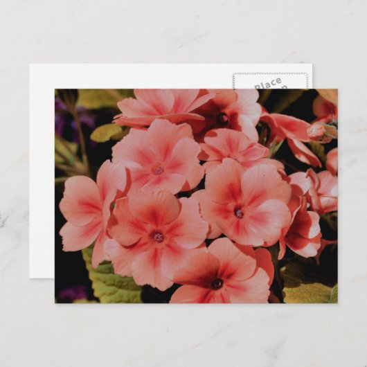 Peach Primrose Blume Personalisiert Postkarte (Vorne/Hinten)