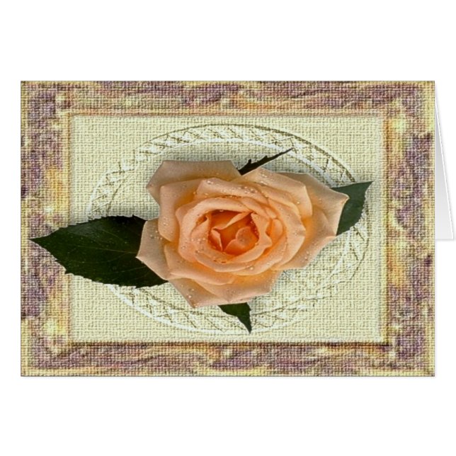 Peach-Rose (Vorderseite (Horizontal))
