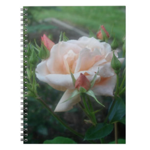 Peach Rose Blume Nature Notebook Notizblock