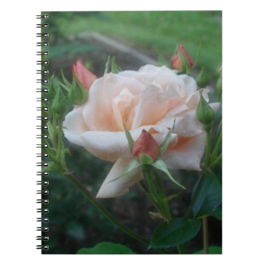 Peach Rose Blume Nature Notebook Notizblock (Vorderseite)