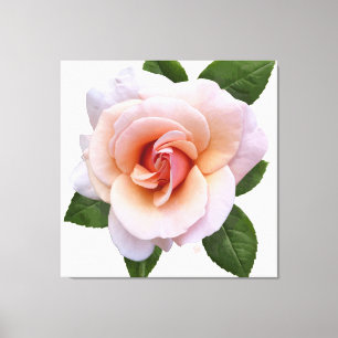 Peach Rose Canvas Print Leinwanddruck