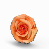 Peach-Rose Fotoblock (Rechts)