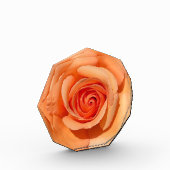 Peach-Rose Fotoblock (Links)
