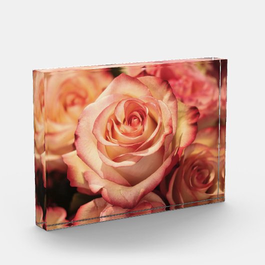Peach-Rose Fotoblock (Links)