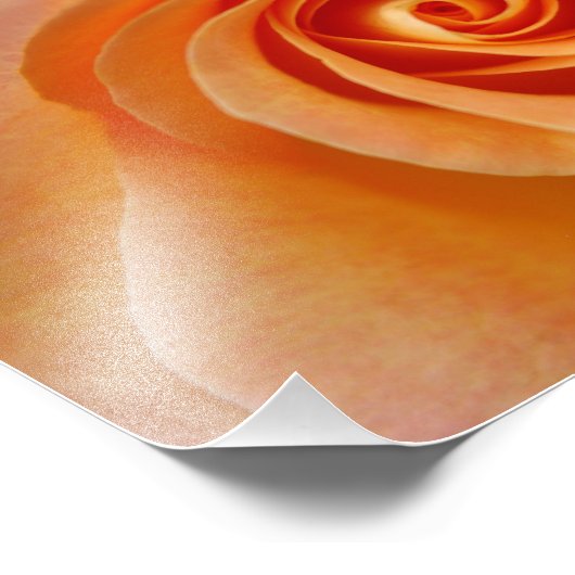 Peach-Rose Fotodruck (Ecke)