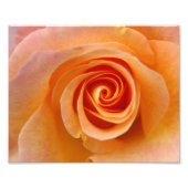 Peach-Rose Fotodruck (Vorne)