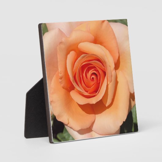 Peach-Rose Fotoplatte (Vorderseite)