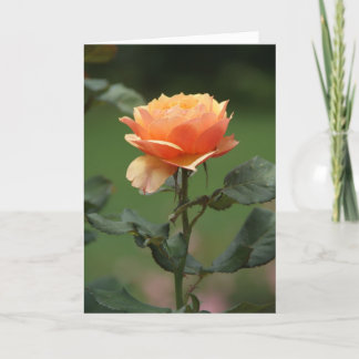 Peach Rose Freundschaftskarte Karte