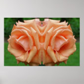 Peach Rose in Bloom Mirror Abstrakt Poster (Vorne)
