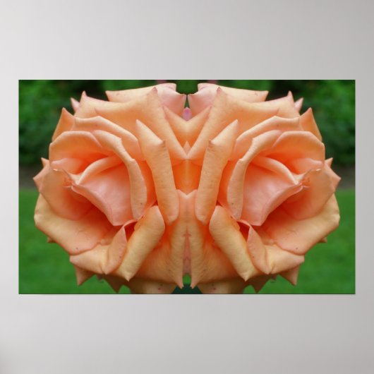 Peach Rose in Bloom Mirror Abstrakt Poster (Vorne)