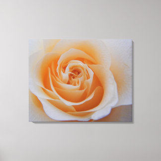 Peach-Rose Leinwanddruck