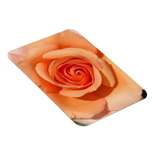 Peach-Rose Magnet (Rechte Seite)
