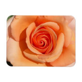 Peach-Rose Magnet (Horizontal)